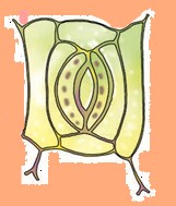 Science Class 7 Chapter 1 Exemplar