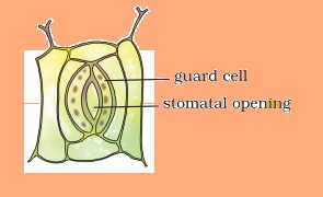 Science Class 7 Chapter 1 Exemplar