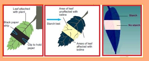 Science Class 7 Chapter 1 NCERT