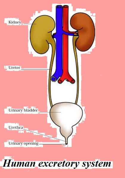 Science Class 7 Chapter 11 NCERT