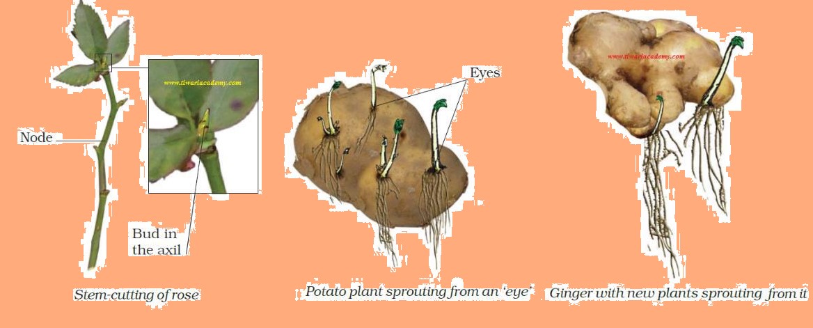 Science Class 7 Chapter 12 NCERT