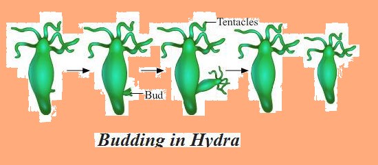 Science Class 7 Chapter 12 NCERT