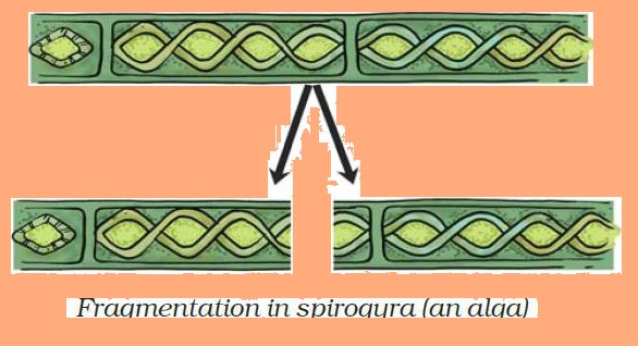 Science Class 7 Chapter 12 NCERT