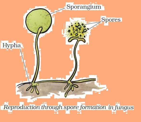 Science Class 7 Chapter 12 NCERT