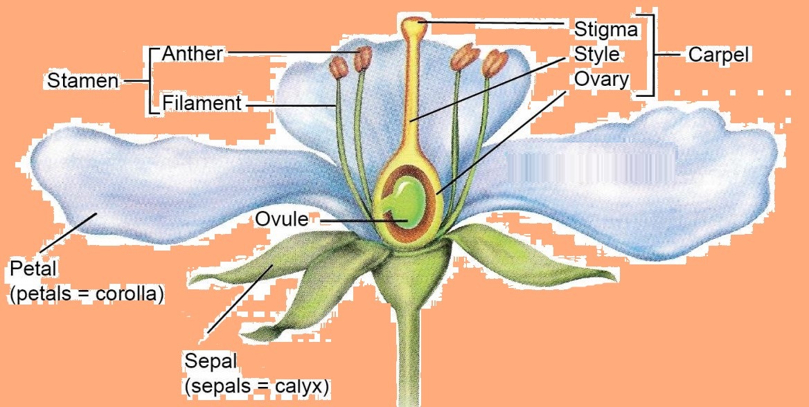 Science Class 7 Chapter 12 NCERT