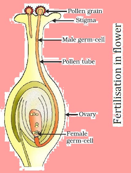 Science Class 7 Chapter 12 NCERT