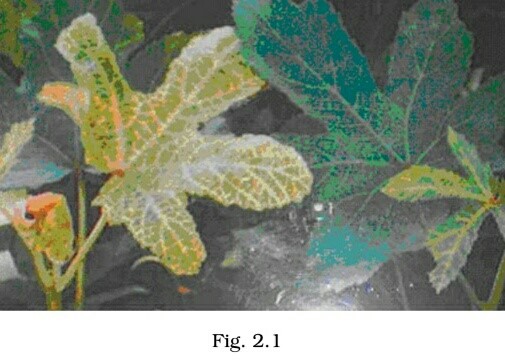 Science Class 8 Chapter 1 Exemplar