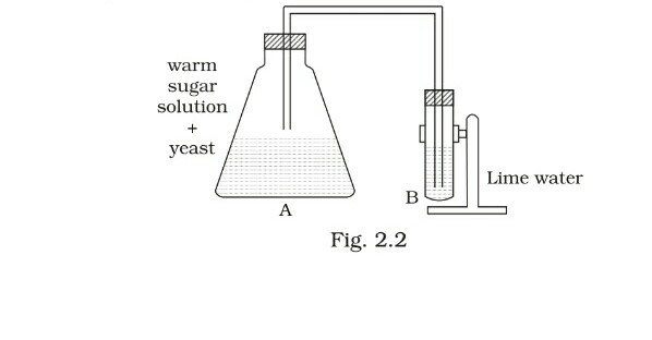 Science Class 8 Chapter 1 Exemplar
