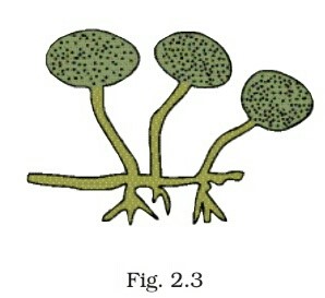 Science Class 8 Chapter 1 Exemplar