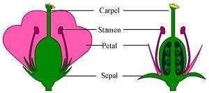 Science Class 10 Chapter 8 Exercise