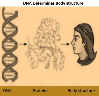 Science Class 10 Chapter 8 NCERT