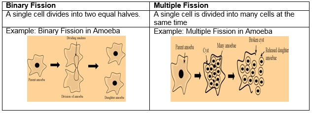 Science Class 10 Chapter 8 NCERT