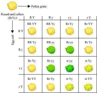 Science Class 10 Chapter 9 NCERT