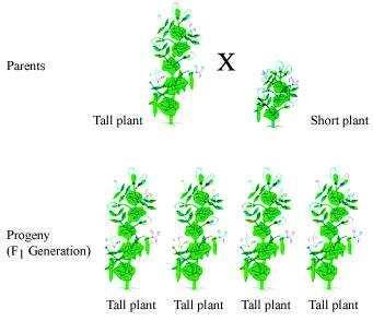 Science Class 10 Chapter 9 NCERT