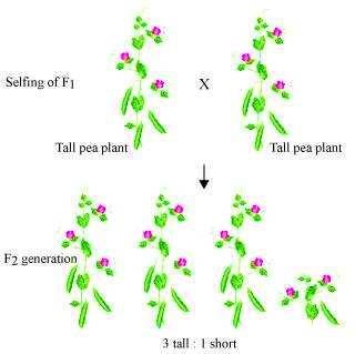 Science Class 10 Chapter 9 NCERT