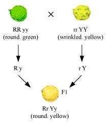 Science Class 10 Chapter 9 NCERT