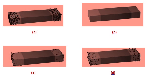 Science Class 6 Chapter 13 Exemplar