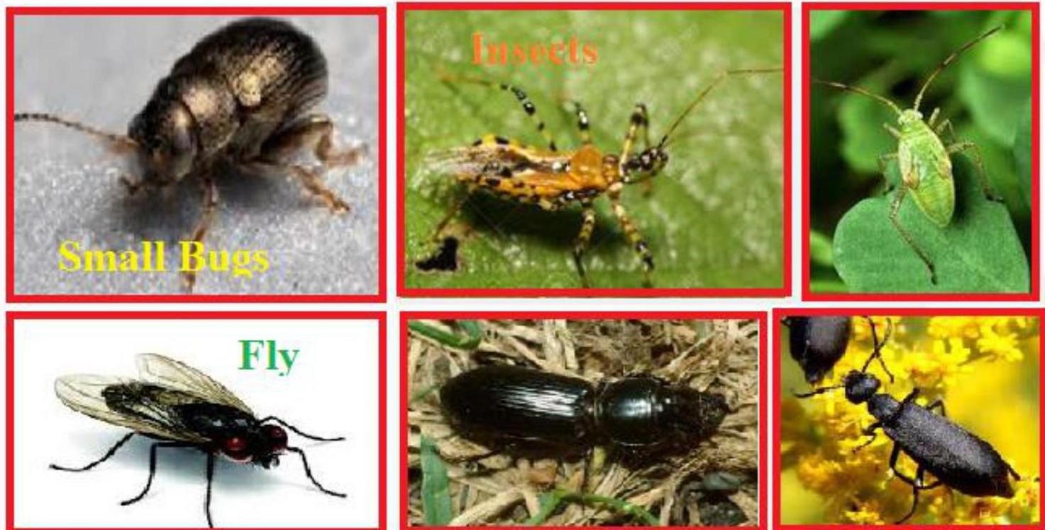 Science Class 6 Chapter 16 NCERT