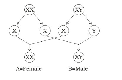Science Class 8 Chapter 10 Exemplar