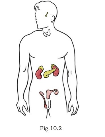 Science Class 8 Chapter 10 Exemplar
