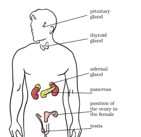 Science Class 8 Chapter 10 Exemplar