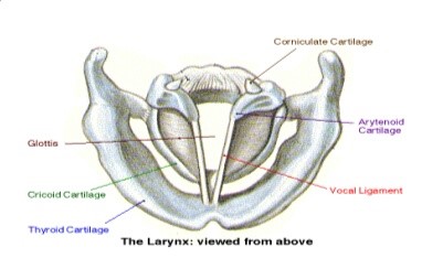Science Class 8 Chapter 13 NCERT