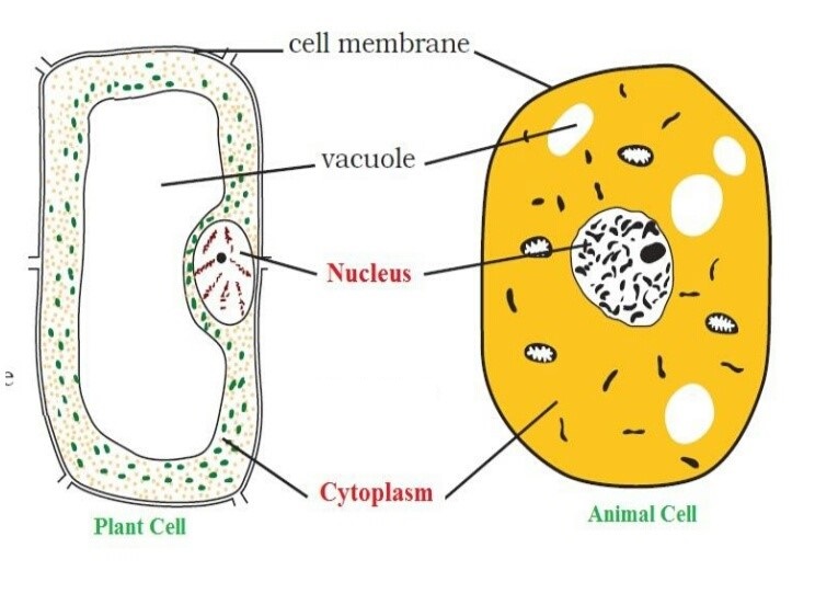 Science Class 8 Chapter 8 NCERT