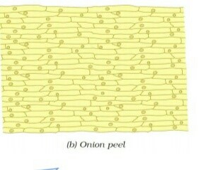 Science Class 8 Chapter 8 NCERT