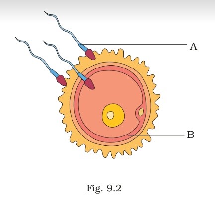 Science Class 8 Chapter 9 Exemplar