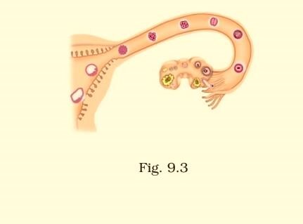 Science Class 8 Chapter 9 Exemplar