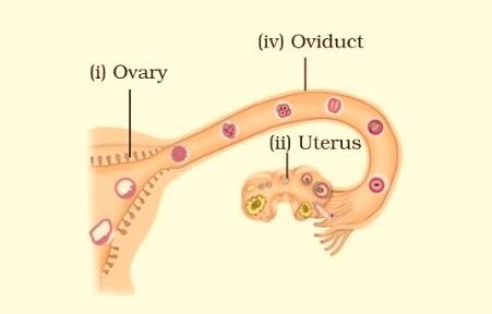 Science Class 8 Chapter 9 Exemplar