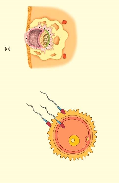Science Class 8 Chapter 9 Exemplar