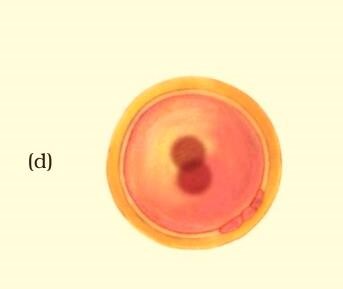 Science Class 8 Chapter 9 Exemplar