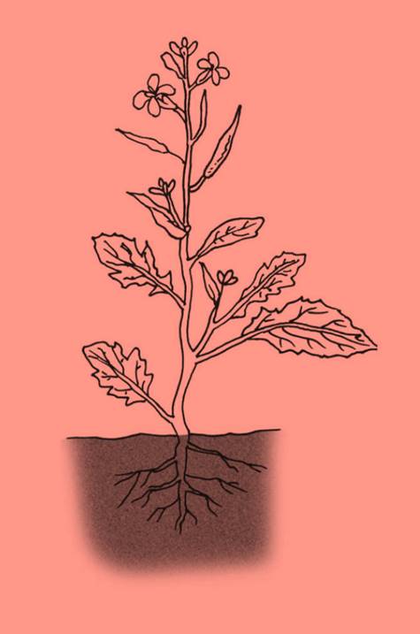 ncert science class 6 chapter 7