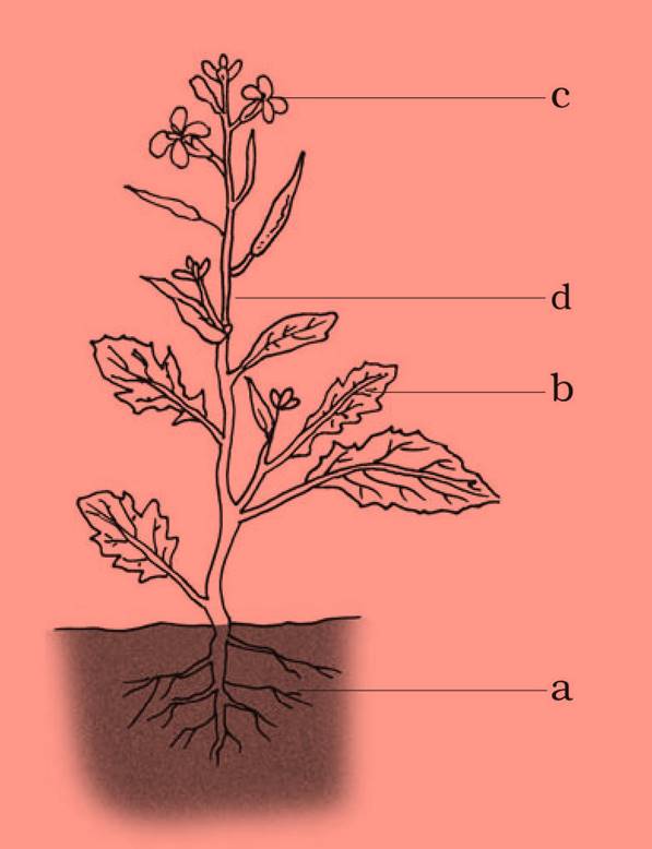 ncert science class 6 chapter 7