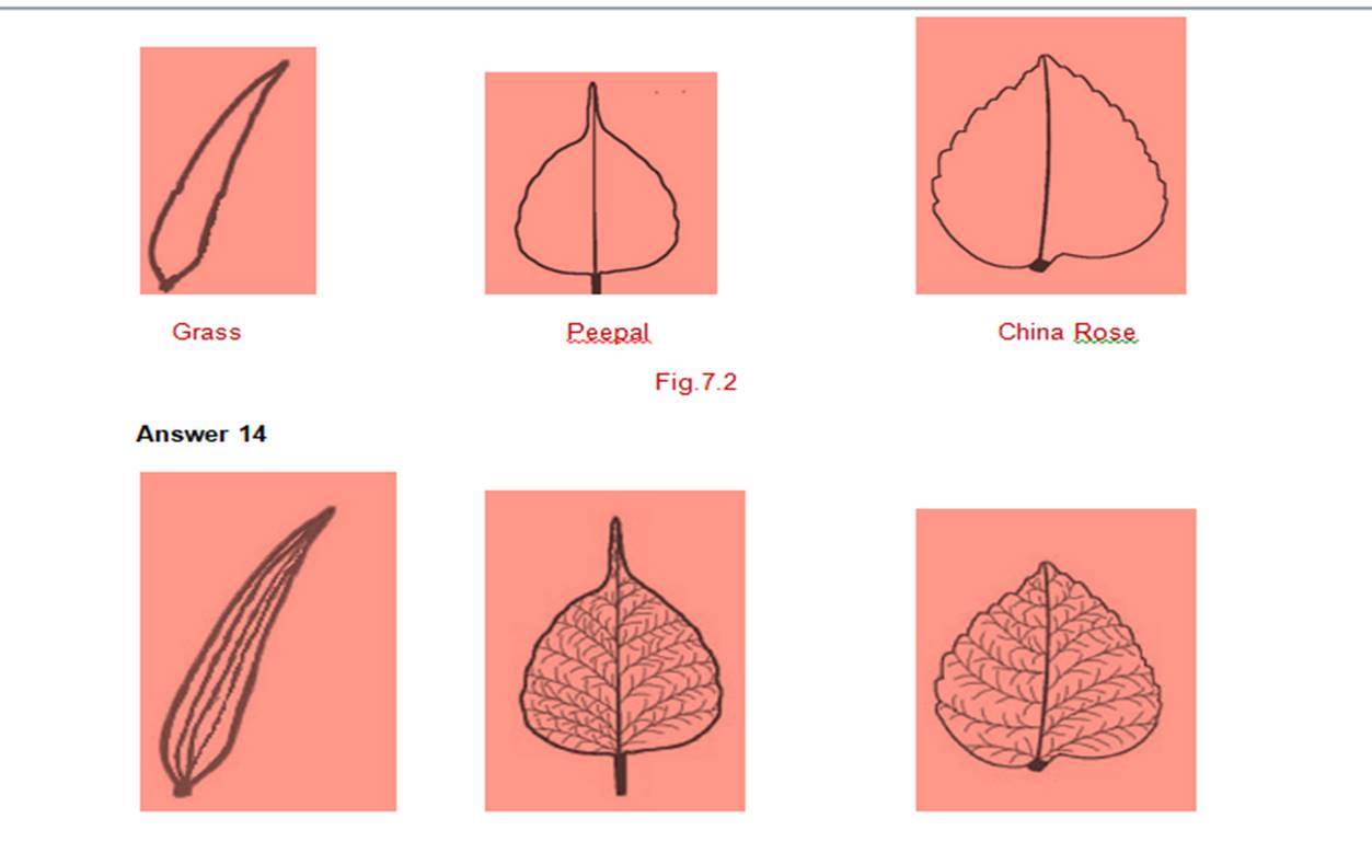 ncert science class 6 chapter 7