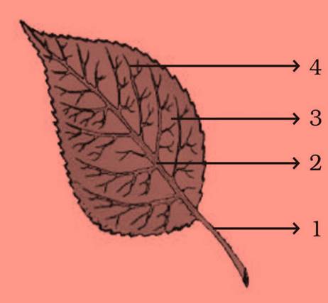 ncert science class 6 chapter 7