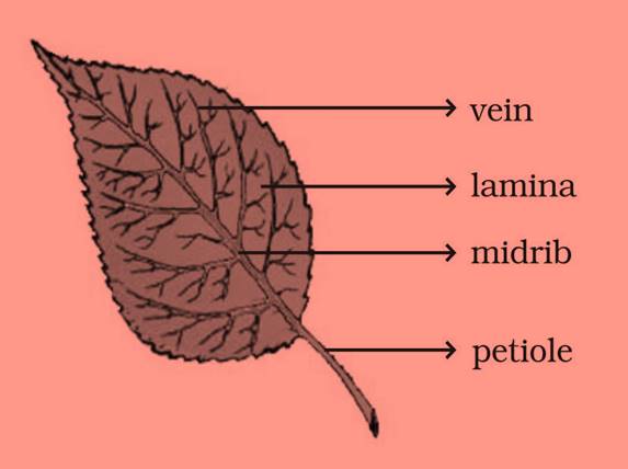 ncert science class 6 chapter 7