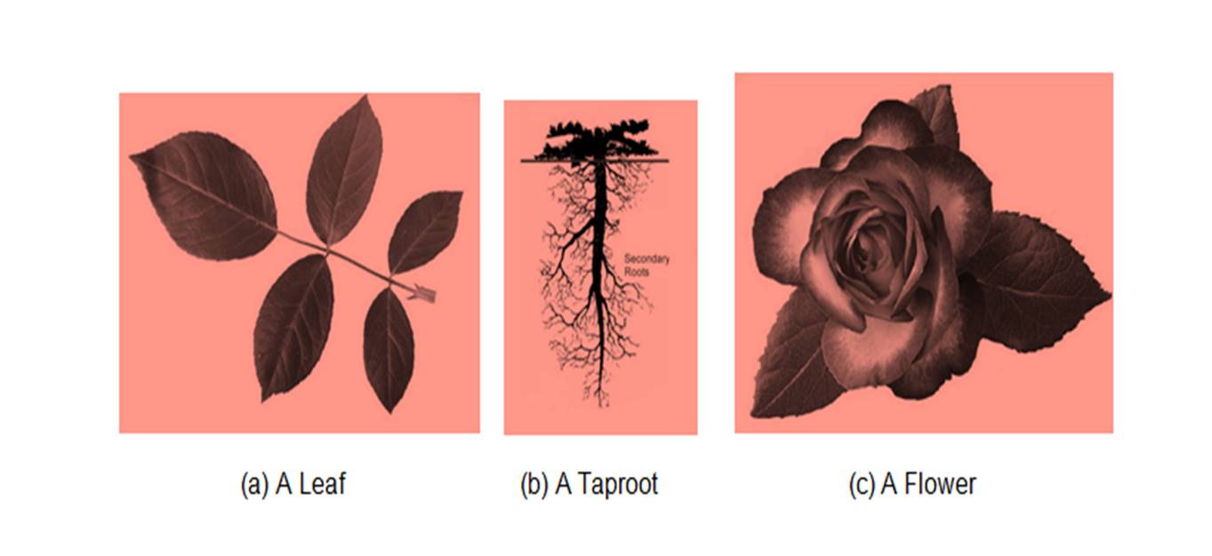ncert science class 6 chapter 7
