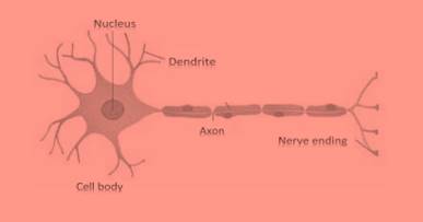 ncert science class 9 chapter 6