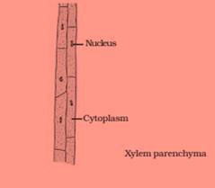 ncert science class 9 chapter 6
