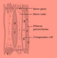 ncert science class 9 chapter 6