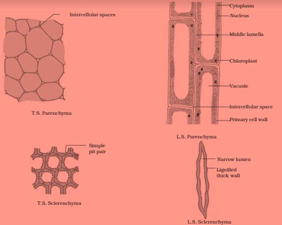 ncert science class 9 chapter 6