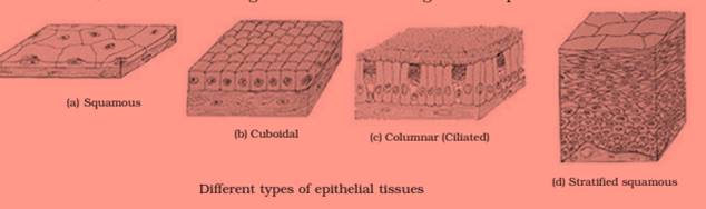 ncert science class 9 chapter 6
