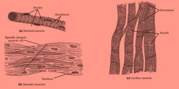 ncert science class 9 chapter 6
